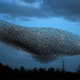 Starlings put on a display as they gather in murmurations on October 20, 2020 in Gretna, Scotland.